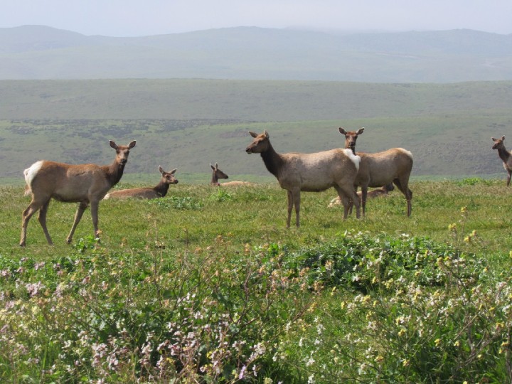 Tule Elk